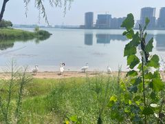 -北龙湖湿地公园
