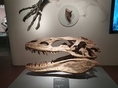 -自贡恐龙博物馆