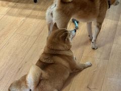 -是阿柴呀！柴犬咖啡·爱喵喵猫咖