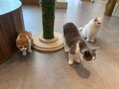 -飞行喵MR PILOT|猫舍·猫咖(静安大融城店)