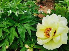 -洛阳市隋唐城遗址植物园