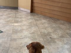 -美联众合动物医院·24h转诊中心