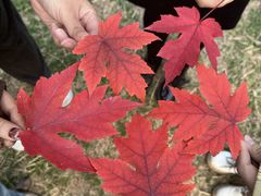 -长春市南湖公园