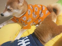 -逗柴咖啡屋·狗咖猫咖宠物桌游