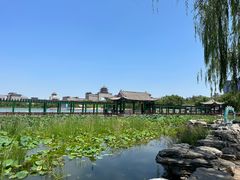 -莲花池公园