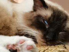 -猫儿山۰猫主题餐厅
