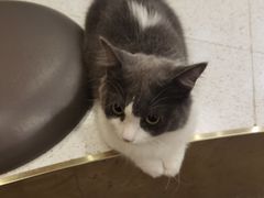-飞行喵MR PILOT|猫舍·猫咖(静安大融城店)