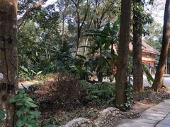 -瑞丽独树成林风景区