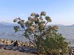 -深圳湾公园(南山区)