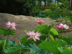 -渡海小渔村.老辈日照菜