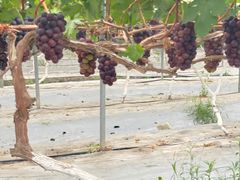 -成都美盈都市现代农业示范园