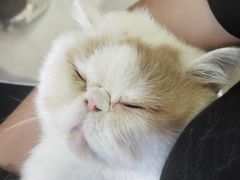 -Heymao猫咖.咖啡厅(东门店)