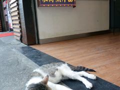 门口值班猫-张果佬年糕卷(科巷店)