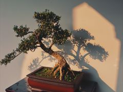 -成都杜甫草堂博物馆