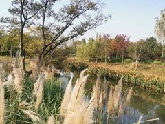 -贡湖湾湿地公园