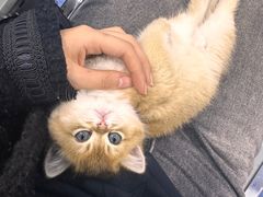 -天使宠物医院·犬猫分诊(彩虹店)