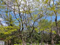 -长白岛森林公园