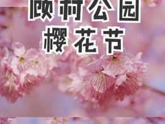 -顾村公园