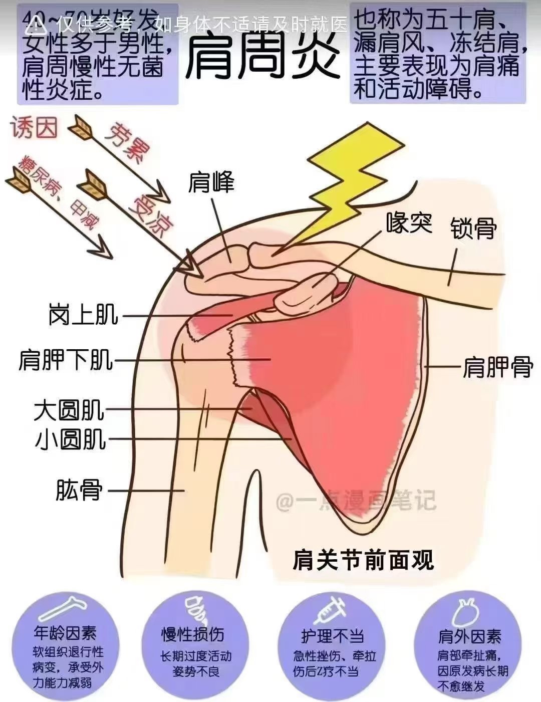 肩周位置图图片