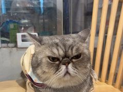-楼上猫咖(罗湖店)