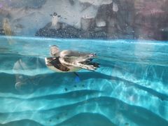 -锦艺城海洋馆