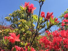 -瑞安圣井山景区