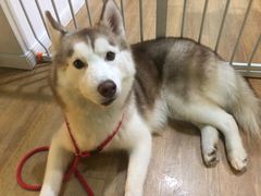 -Husky Go! 哈士奇体验馆·宠物咖啡厅狗咖