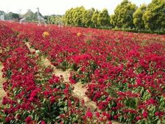 -广东花都香草世界旅游度假区