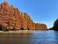 -上海海湾国家森林公园