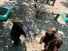 -西霞口神雕山野生动物世界