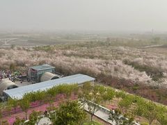 -古柏渡丰乐樱花园