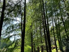 -深圳仙湖植物园