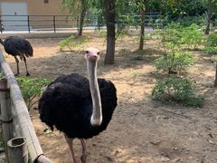 -大连森林动物园