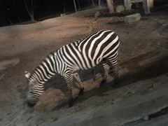 -清迈夜间动物园