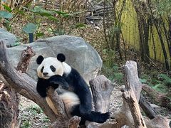 -广州长隆野生动物世界