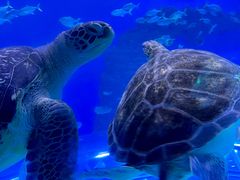 -成都浩海立方海洋公园