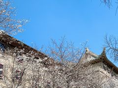 -武汉大学-樱园