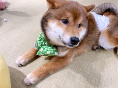 -逗柴咖啡屋·狗咖猫咖宠物桌游