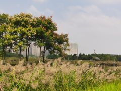 -洋湖国家湿地公园