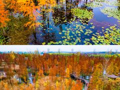 -池杉湖湿地公园