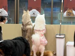 -和它·交个朋友·狗咖猫咖(爱琴海店)