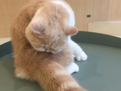 -飞行喵MR PILOT|猫舍·猫咖(静安大融城店)