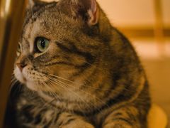 -飞行喵MR PILOT|猫舍·猫咖(静安大融城店)