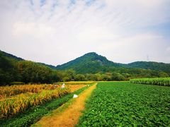 -八卦田遗址公园