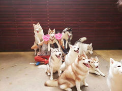 -TrueLove @ Neverland (Husky Cafe)