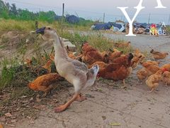 -上海佘山国家森林公园天马山园