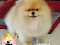 -北京观赏动物医院·24小时大型综合·猫专科·异宠专科