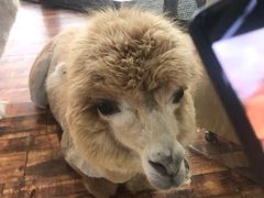 -呷哺呷哺(松江开元店)