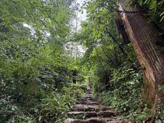 -天目山大树王景区