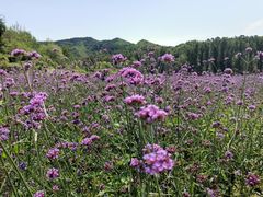 -紫海香堤香草艺术庄园